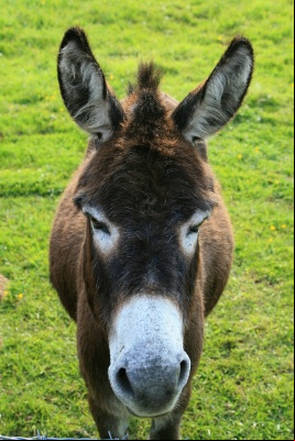 Poker Donkeys